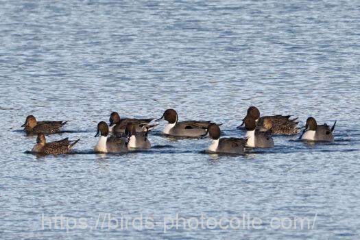 オナガガモ　2023.12.18