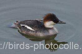 ミコアイサ♀　2026.02.14