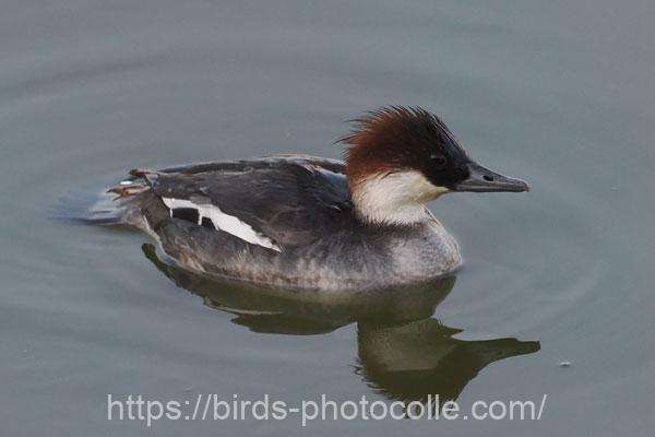 ミコアイサ♀　2026.02.14