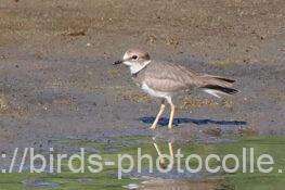 イカルチドリ　2025.10.06