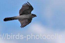 ハイタカ　2026.02.02