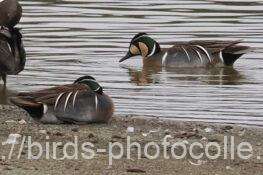 トモエガモ　2026.02.26