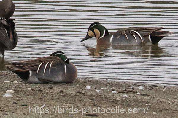 トモエガモ　2026.02.26