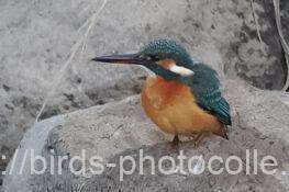 カワセミ　2025.11.21