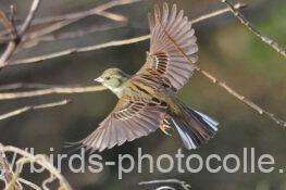 アオジ　2026.02.05