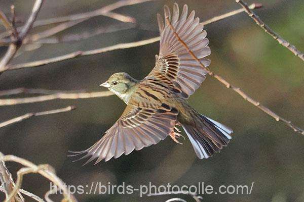 アオジ　2026.02.05