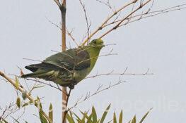 アオバト　2024.12.26