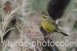 アオジ　2025.11.01