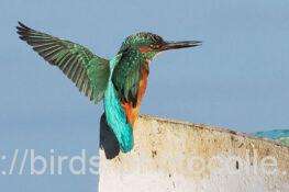 カワセミ　2025.11.24