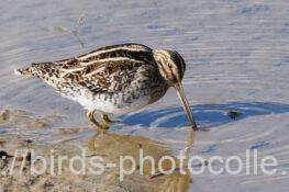 二か所で計3羽　タシギ　2026.02.03