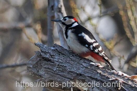 アカゲラ　2024.04.01