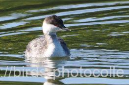 ミミカイツブリ 2024.11.09