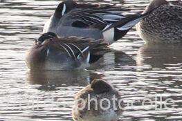 ♂3羽♀1羽観察　トモエガモ　2026.02.17