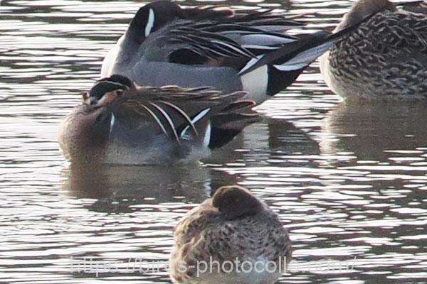 ♂3羽♀1羽観察　トモエガモ　2026.02.17