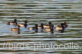 キンクロハジロ　2025.11.20