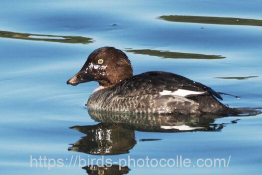 ホオジロガモ　2025.01.18