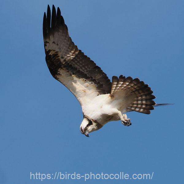 ミサゴ 2026.01.30