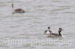 3羽になりましたカンムリカイツブリ　2025.10.21