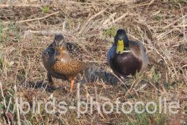 マガモ 2025.03.22