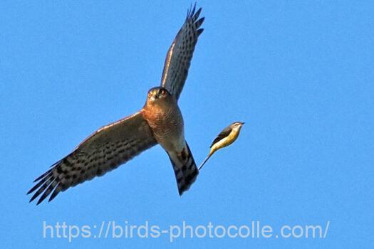 ハイタカ　2023.10.31