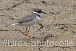 イカルチドリ　2025.10.10