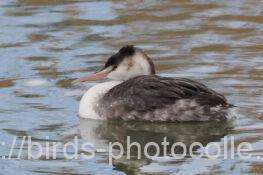 カンムリカイツブリ　2026.02.02