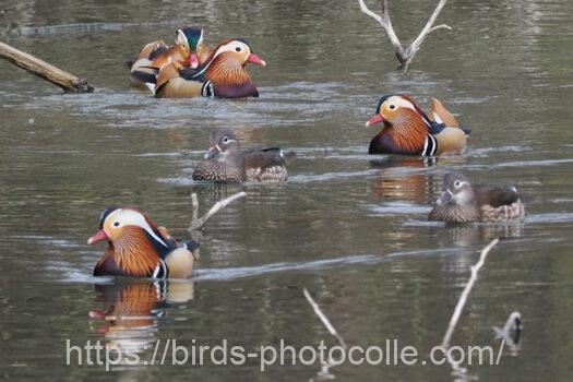 ♂4羽♀2羽オシドリ　2025.04.02