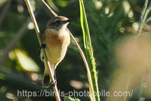 ノビタキ　2023.09.29