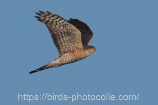 ハイタカ　2025.02.25