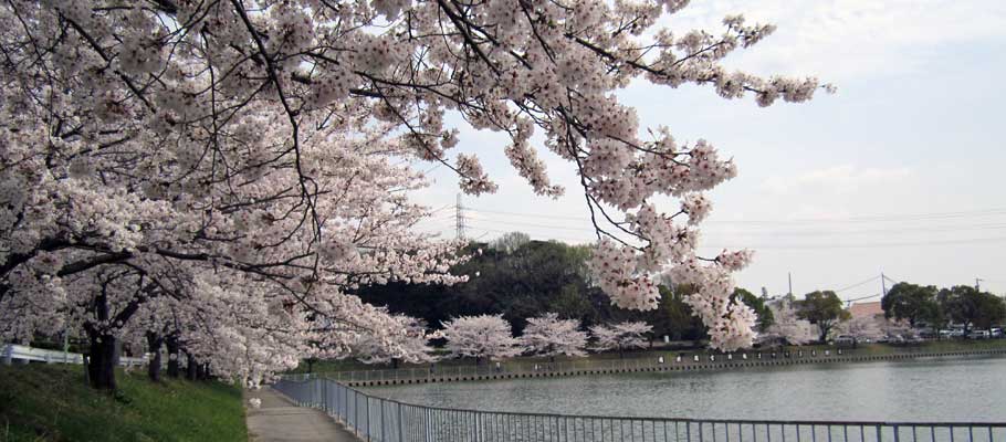 緑区大池