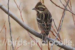 カシラダカ　2026.01.13