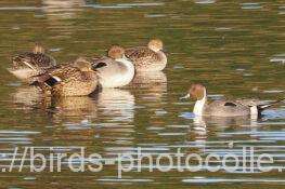 オナガガモ（左から2番目はマガモ♀）　2026.01.26