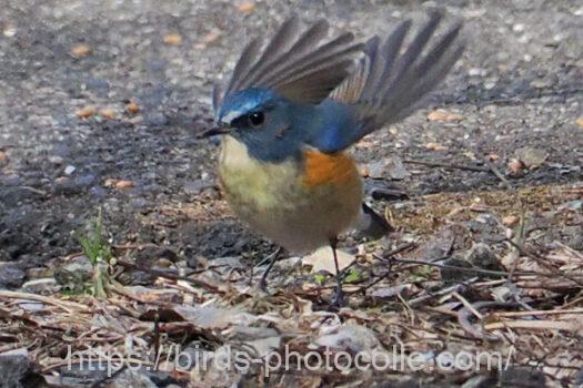 ルリビタキ　2025.02.21