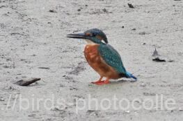 上陸したカワセミ　2025.09.20