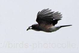 カケス　2025.10.25