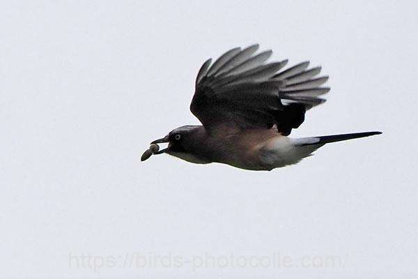 カケス 2025.10.25