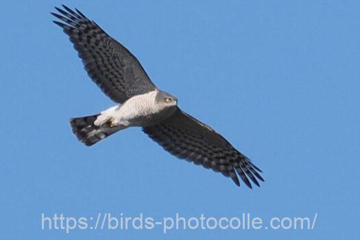 ハイタカ　2025.02.20