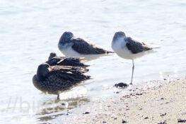 アオアシシギ　2025.10.17