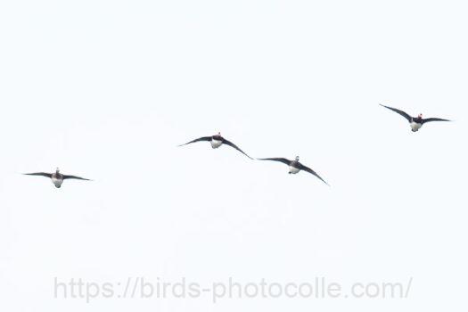 オシドリ♂2、♀2　2024.12.05