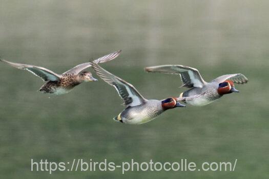 コガモ　2024.03.28