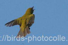 空中給餌　メジロ　2026.01.13