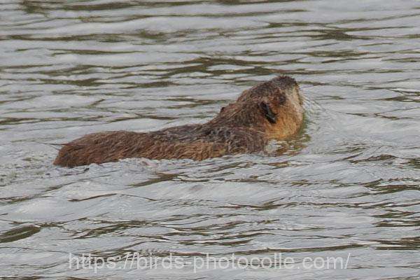 ヌートリア　2025.12.26