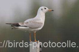 1羽観察ユリカモメ　2025.11.27