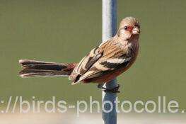 ベニマシコ　2025.11.14