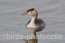 カンムリカイツブリ　2026.02.06
