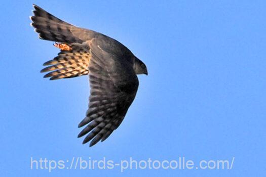 ハイタカ　2024.01.17