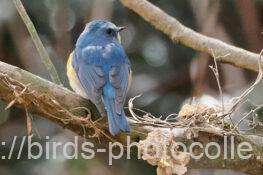 ルリビタキ　2026.02.02