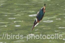 カワセミ 2025.10.02