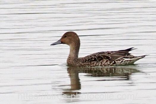 オナガガモ　2023.11.09