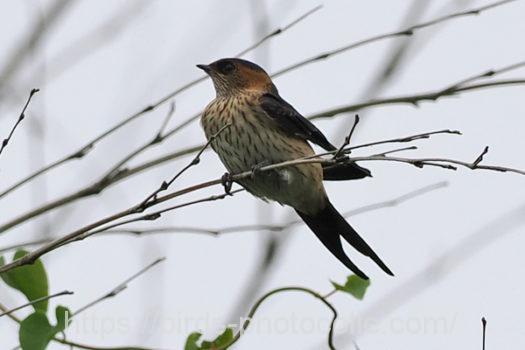 コシアカツバメ220716